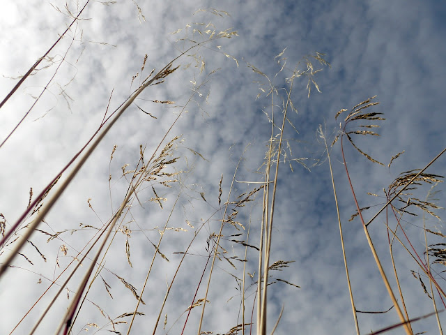 image looking at sky through tall grains of grass