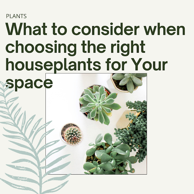 What to Consider When Choosing the Right Houseplants for Your Space