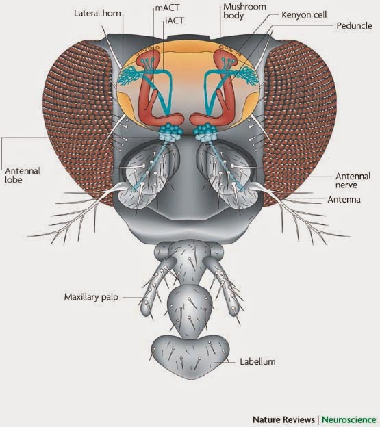 Biophilia Do Fruit Flies Dream Of Pi a Coladas Biophilia Do Fruit Flies Dream Of Pi a Coladas