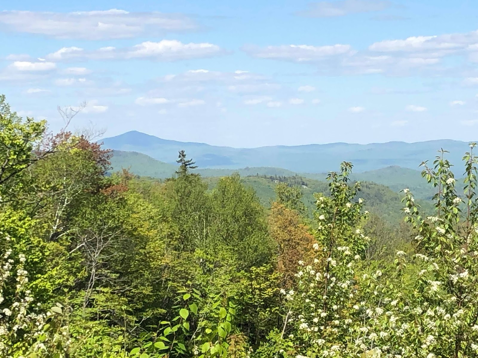 One Dog's Writer Black Mountain of Maine 7