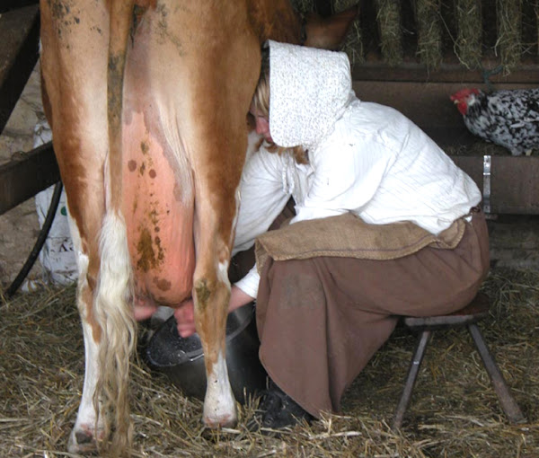 how to milk a cow by hand, milking a cow by hand, milk a cow by hand, how to milk a cow