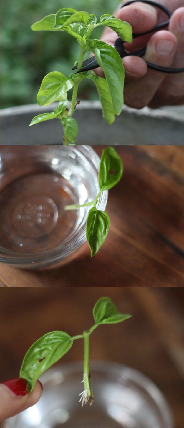 Herb Garden