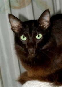 oosters langh. siamees