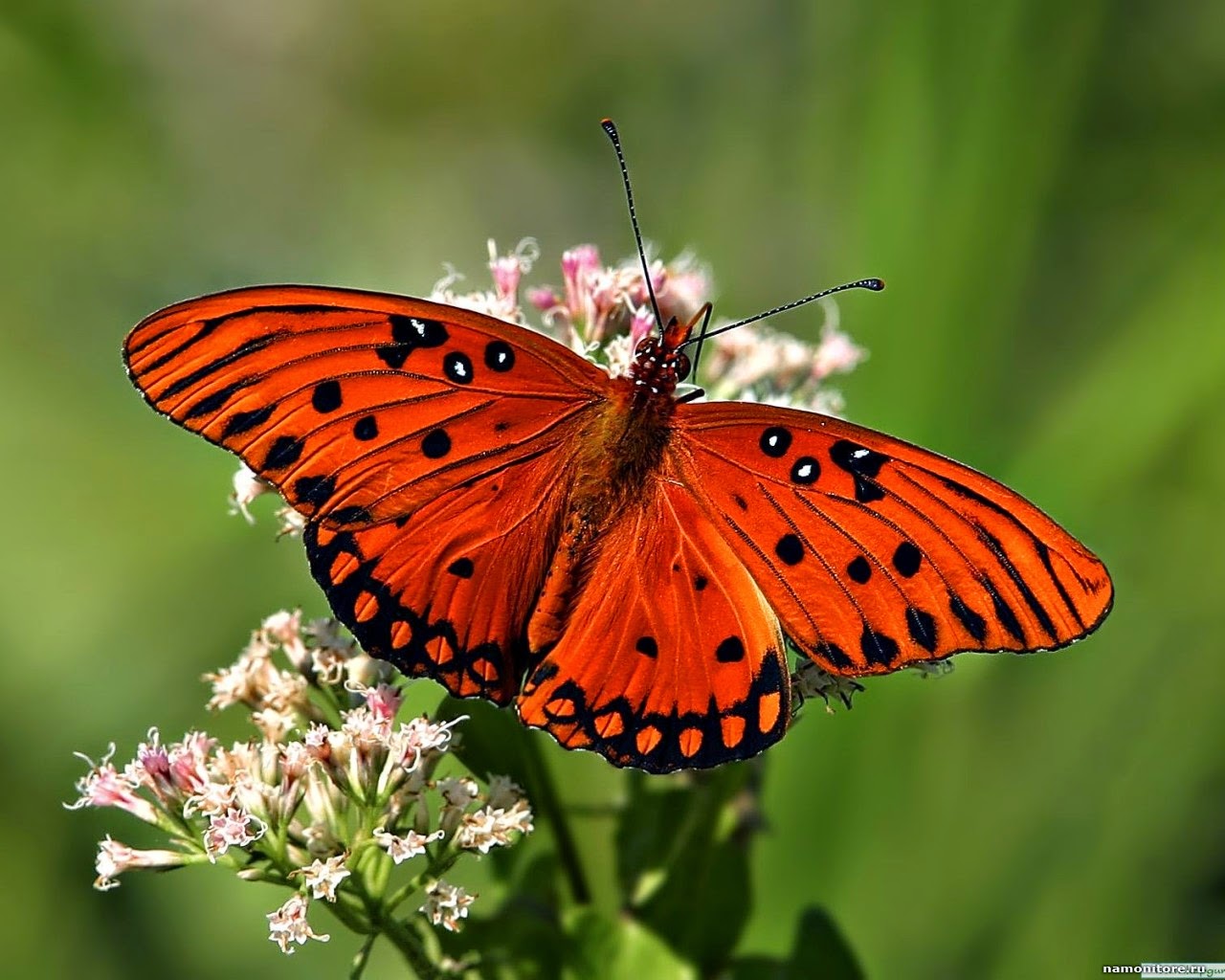 Ev Böcekleri Böcekler