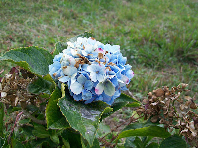 Blue Snowball Bush Near Rishyap