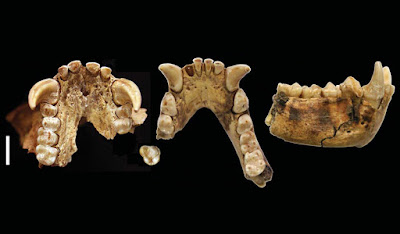 Species New to Science [PaleoMammalogy • 2018] Junzi imperialis • New