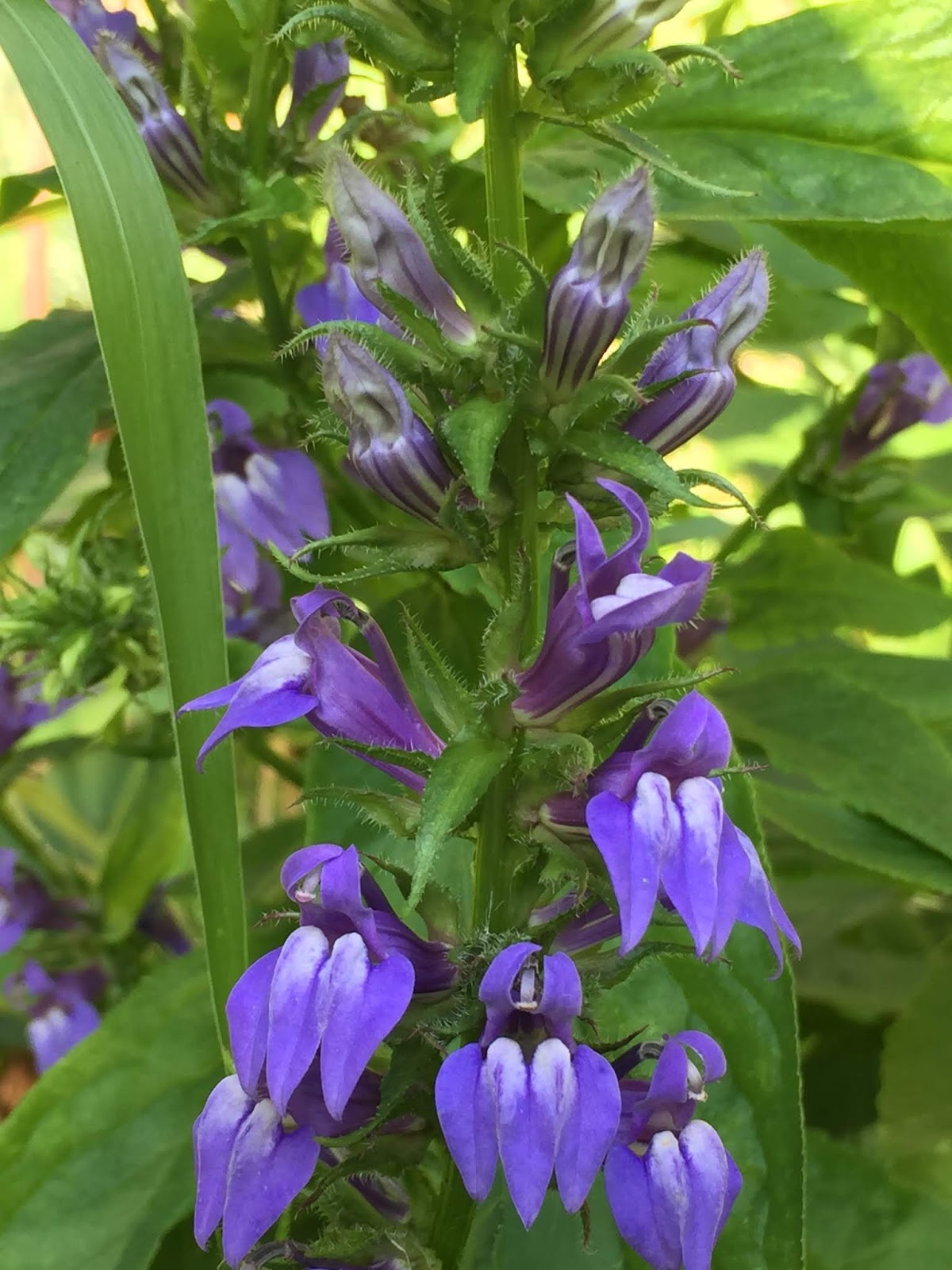 This Grandmother S Garden My Summer Love