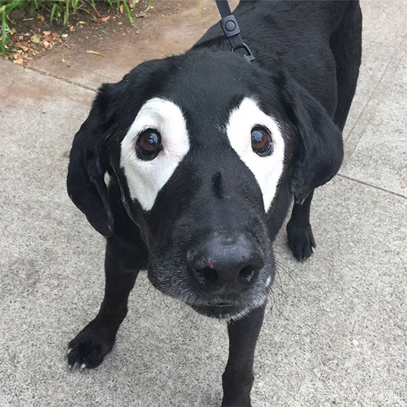 Rowdy-Perro Labrador con vitiligo