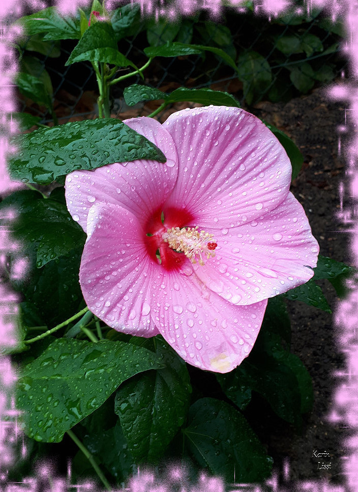 Karins Gedichte Blog Hibiskusblute