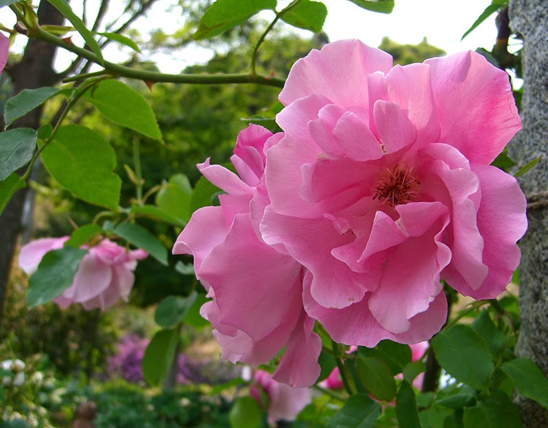 Flower Map バラ「スパニッシュビューティ」,Rose "Spanish Beauty"