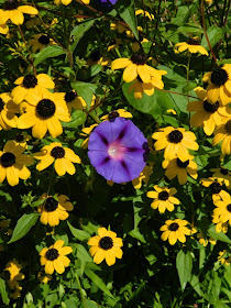 Morning glory rudbeckia by garden muses-not another Toronto gardening blog