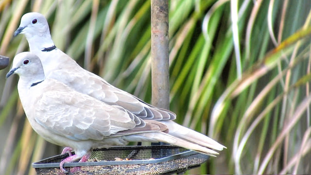 Eurasian Collared Dove Pair Close Up