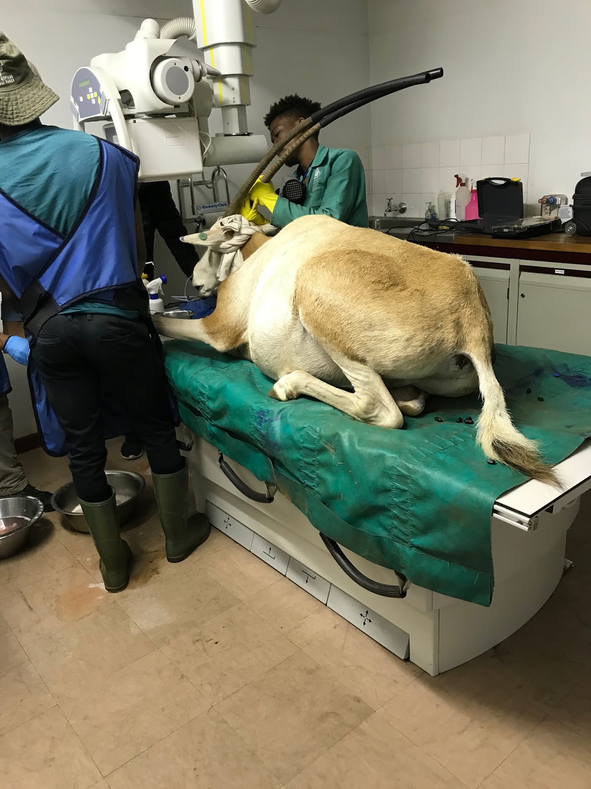Zoo and Conservation Science Internships: 2019-05-19