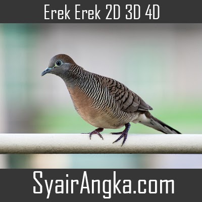 Erek Erek Perkutut 2D 3D 4D Di Buku Mimpi Dan Kode Alam - Syairangka.com