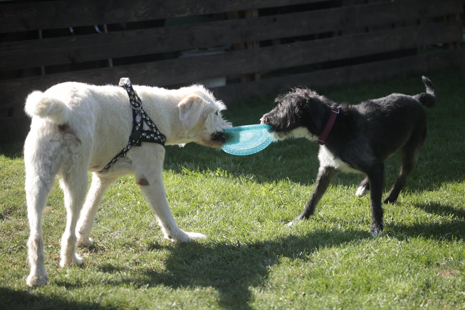 Hunde Abenteuer Land. Tagesbetreuung Ferienbetreuung Zürich Wednesday