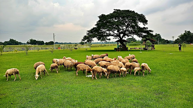 Kristina Hamdorf chases the goats in Natividad farmhouse