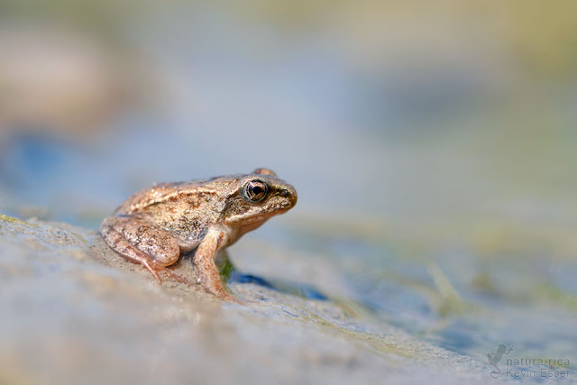 Rana temporaria - Common Frog, juvenile
