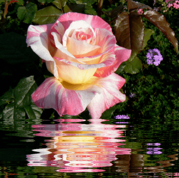 Evidencias Gifs Gifs Rosas sobre água