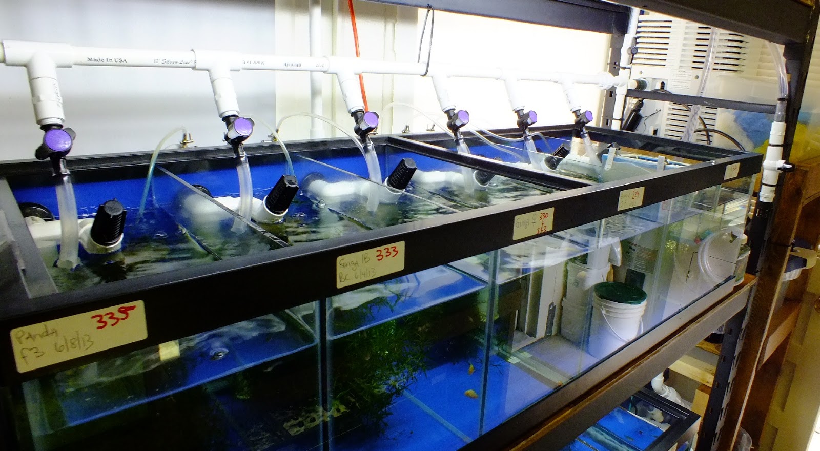 Swordtail Guppies BREEDING RACK SYSTEMS; Automation for Water Change