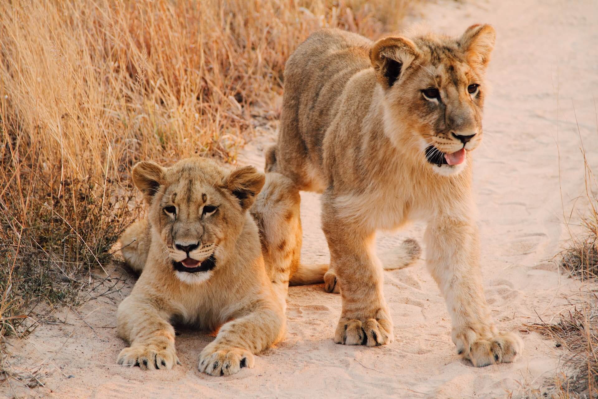 Tips to Make the Most of Victoria Falls, Zimbabwe Tips to Make the Most of Victoria Falls, Zimbabwe