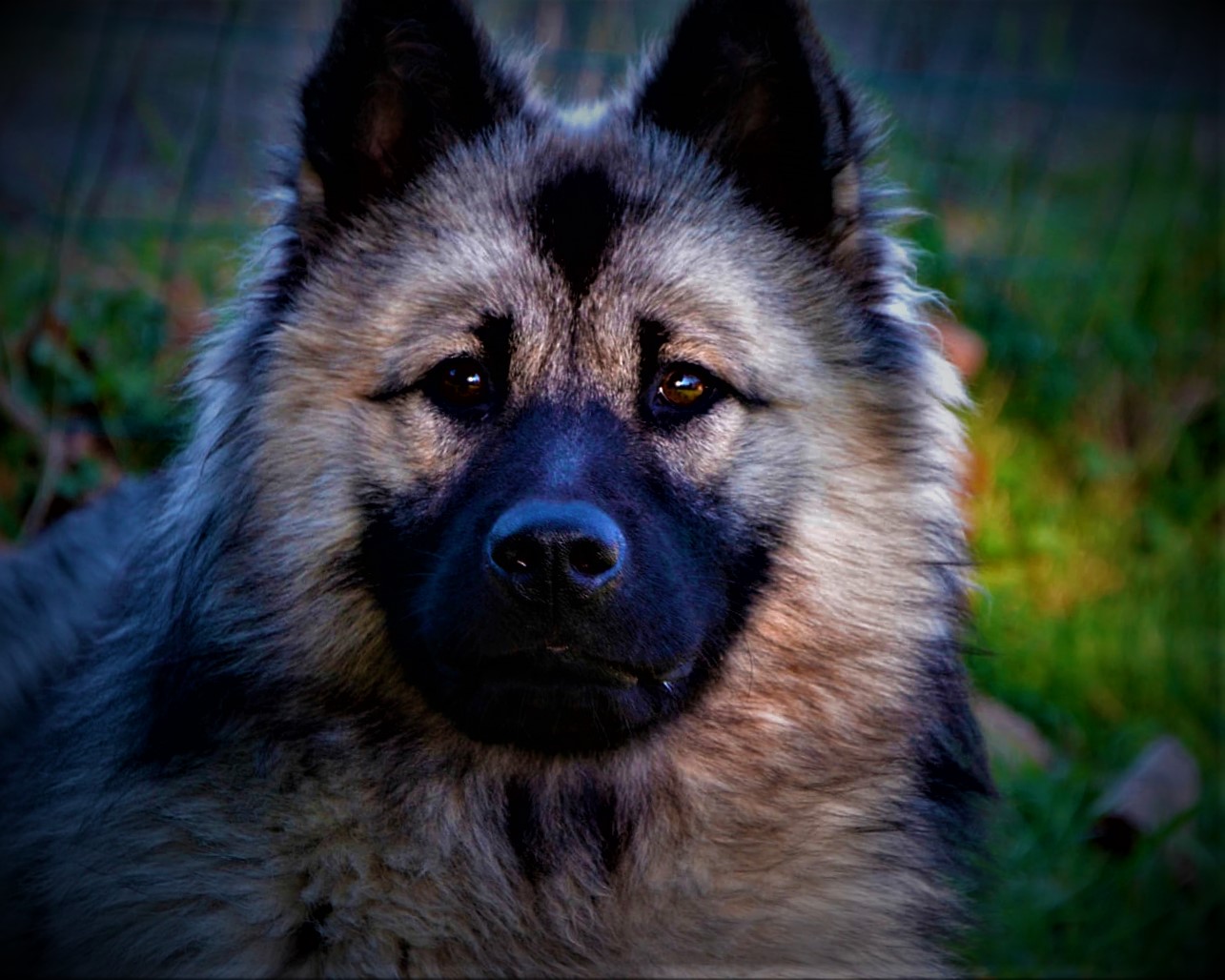 Eurasier dog breed price, history, description, personality eurasier
