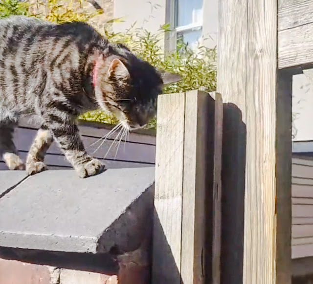 Entirely blind cat walks on top of a garden wall and navigates obstacles