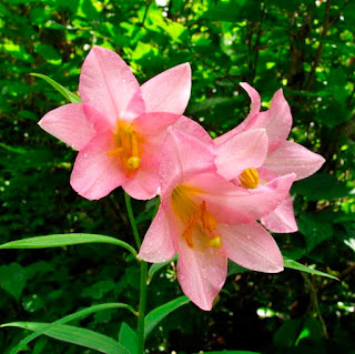 Лилия красноватая описание вида и агротехника лилии рубеллум