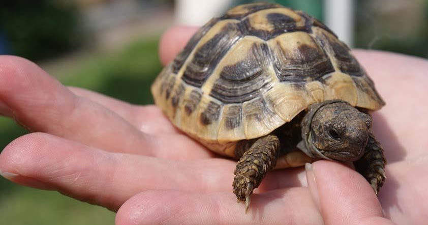 Kenapa Babi Haram Dimakan? Bukan Hanya Islam, Bible Juga Haramkan