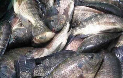 Cara Memasak Ikan Mujair