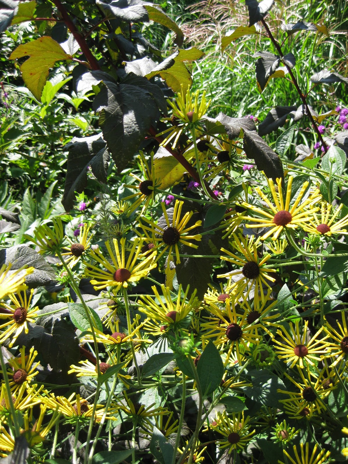 �Henry Eilers� Sweet Coneflower Rotary Botanical Gardens