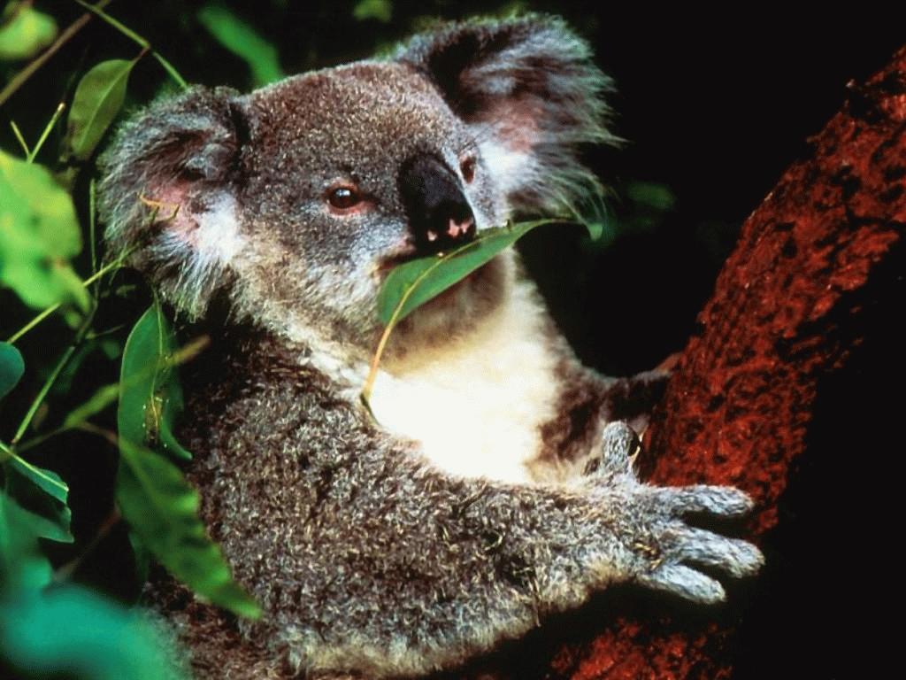 Красная коала. Коала. Австралия фауна коала. Редкая коала.