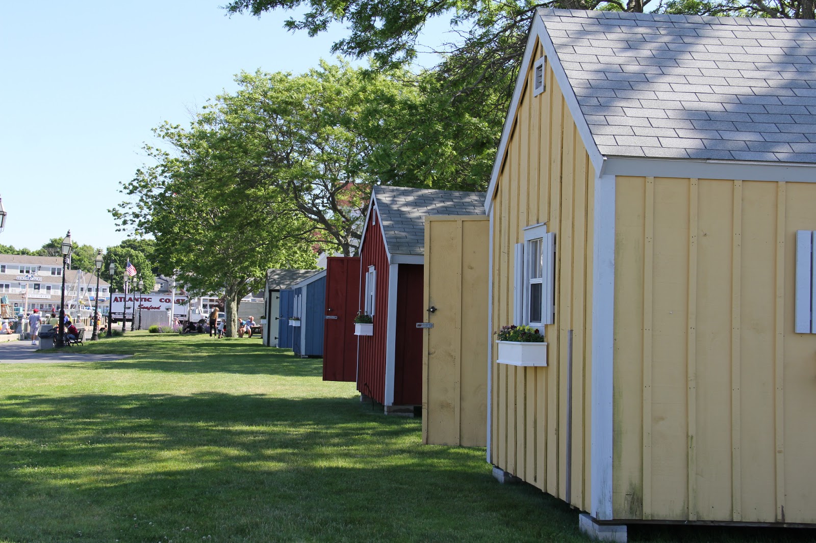 The Lollipop Tree The first visit of the summer to Hyannis Marina