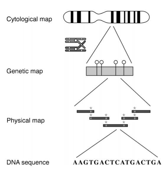 GENOME WIDE ANALYSIS Genome Mapping, Assembly and Comparison (
