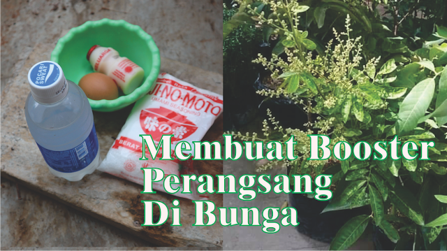 Cara Membuat Booster Perangsang Bunga