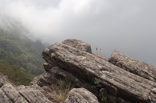 Photo of Among the Gaurs at Kotagiri 34/71 by Balachandra