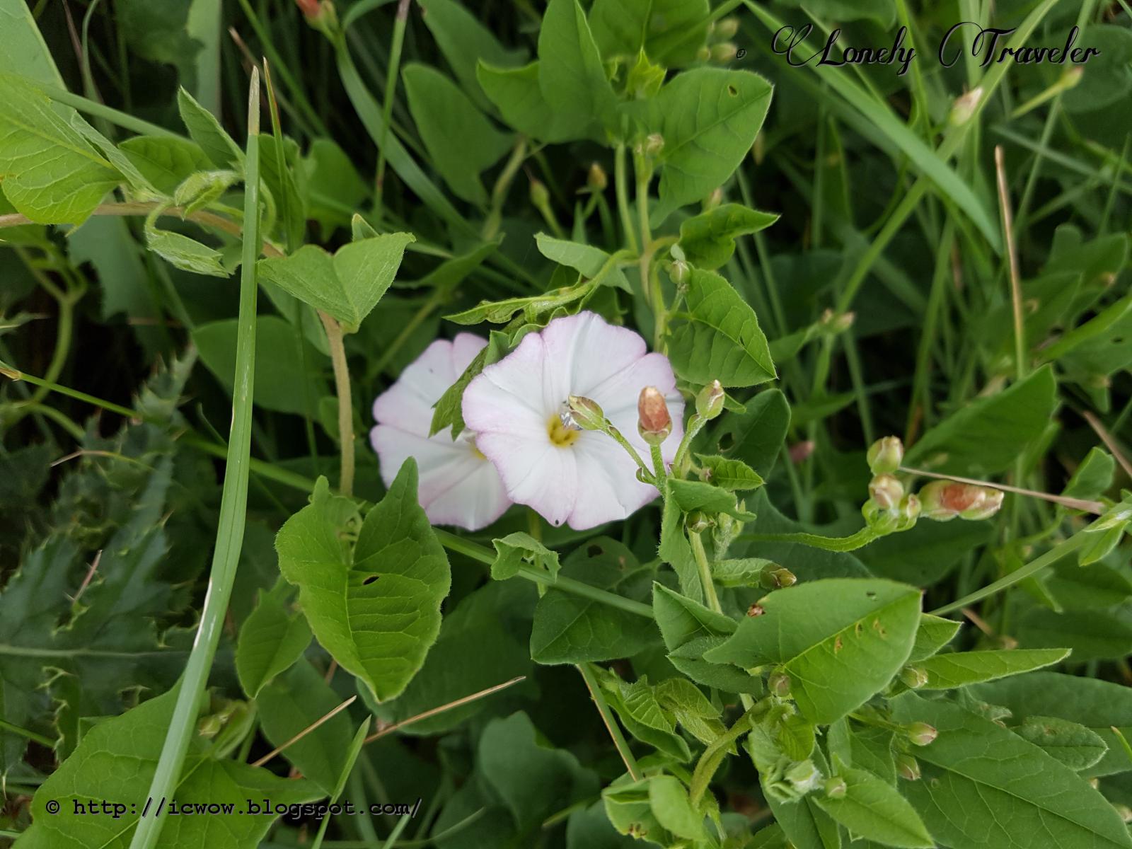 Field bindweed Convolvulus arvensis