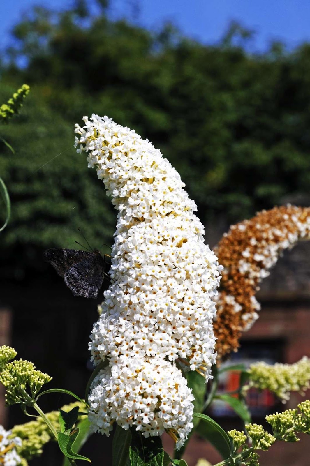 Buddleia Flower Close Up Stock Photos Buddleia Flower Close Up