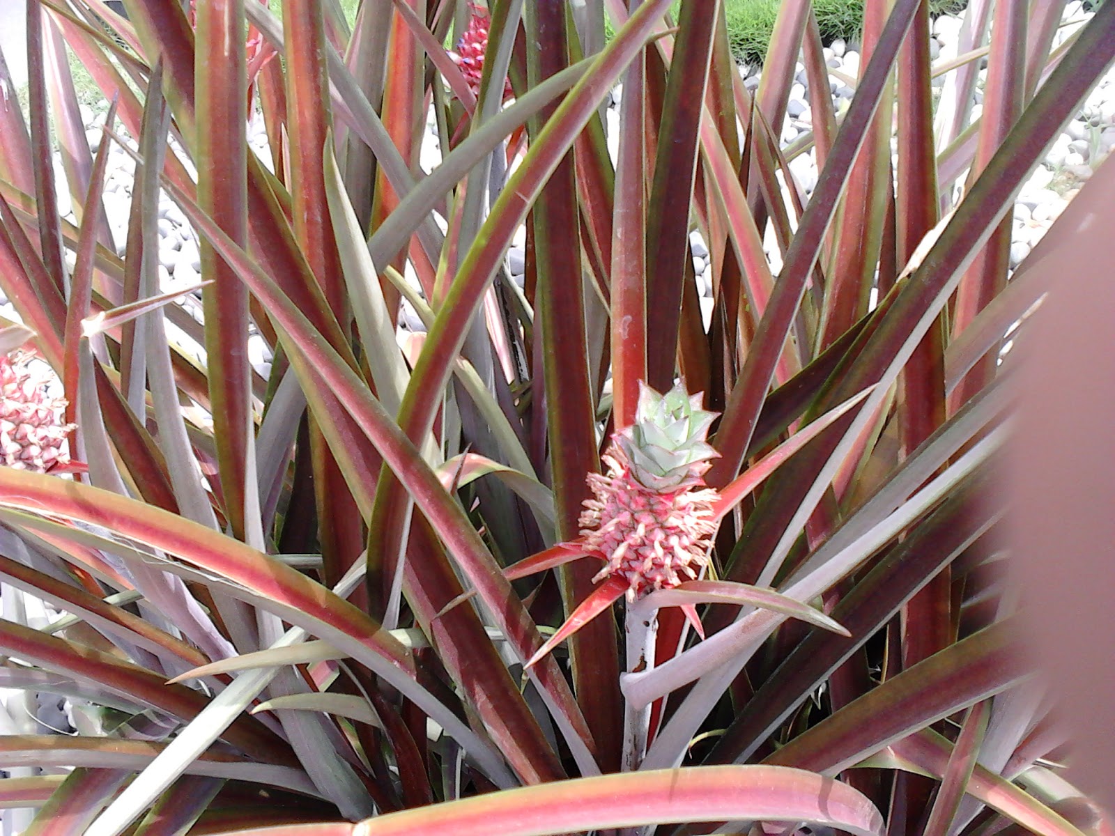 Garden Care Simplified Red Color Leaves Agave Plants Fruits and Care