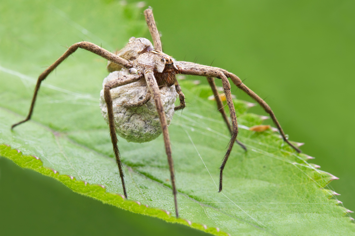 Matt Cole Macro Photography Nursery  Spider with Egg Sac