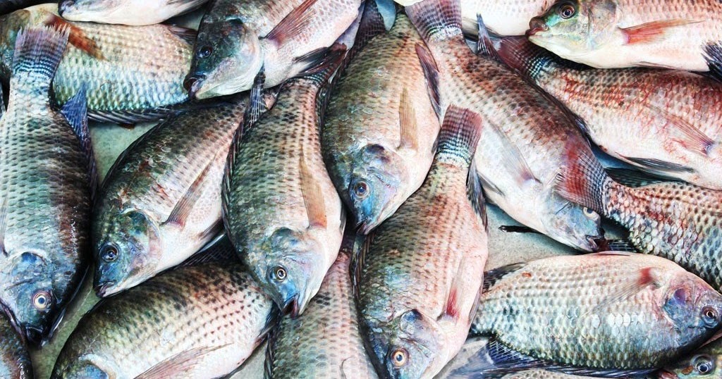 Business Plans For Sale STARTING A TILAPIA FISH FARMING BUSINESS PLAN