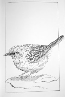 Dunnock, fineliner pens