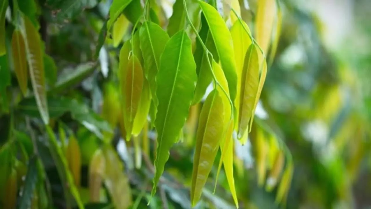 अशोक के पेड़ के 8 बेहतरीन फायदे-Benefits Of Ashok Tree In Hindi