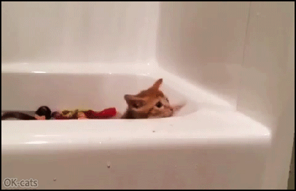 Funny Kitten GIF • Clumsy Kitten Kitten falls into bathtub and then freaks out. HALP! Funny Kitten GIF • Clumsy Kitten Kitten falls into bathtub and then freaks out. HALP!