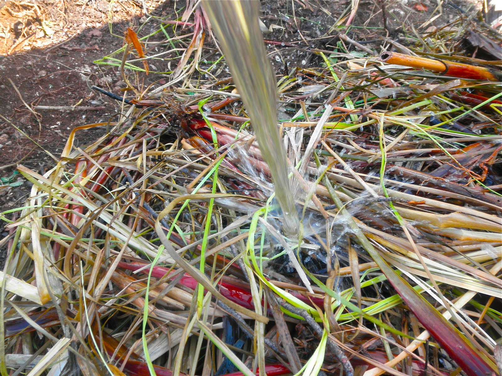 Moment to Moment Snakes and compost