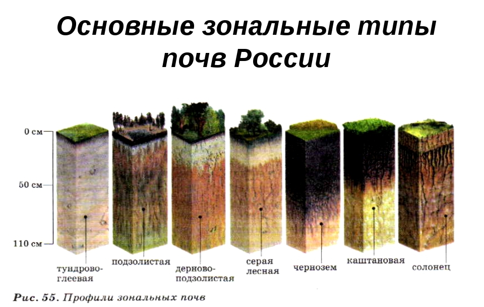 Природные зоны по степени плодородия. Самые распростроненные почвы Росси. Почвы России схема. Наиболее распространенные типы почв в России. Типы почв России 6 класс.
