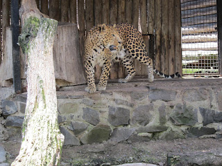 ягуар в рівненському зоопарку