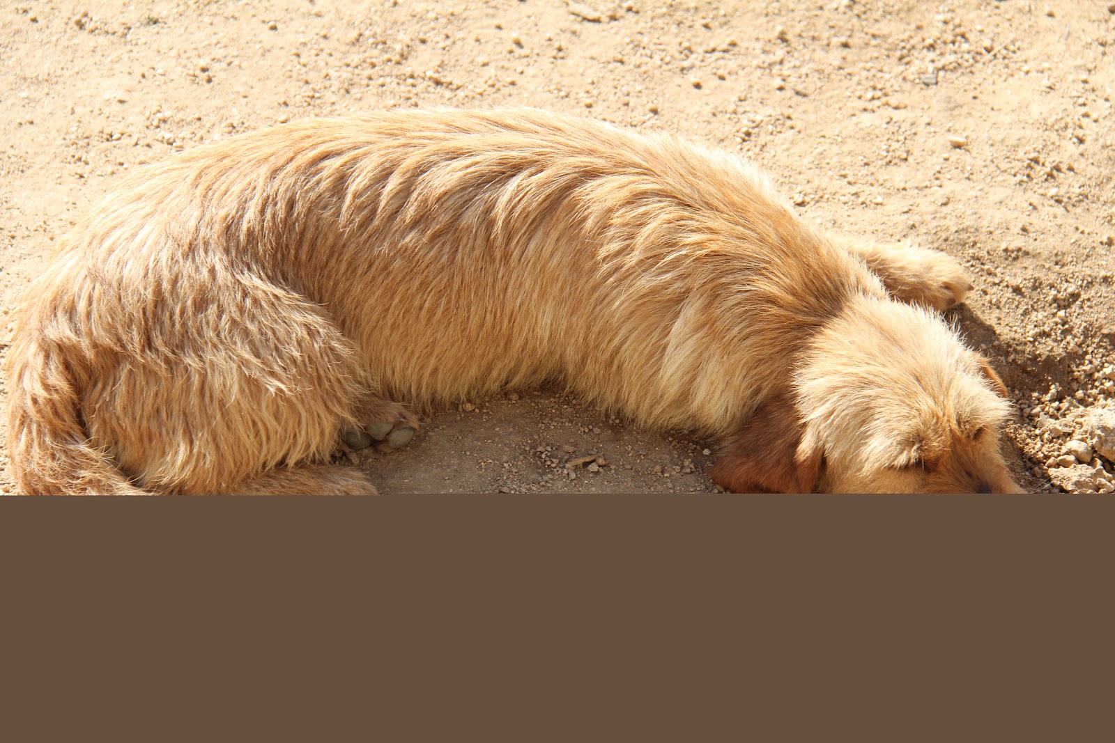 perros de caza de regalo