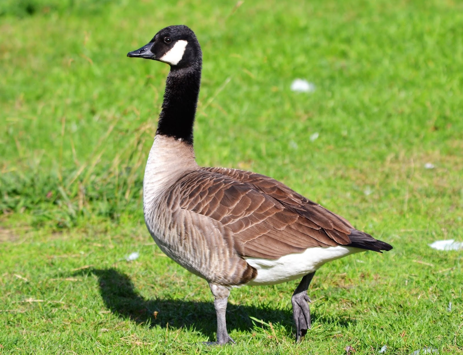 Imagens da vida animal: Ganso-do-Canadá (Branta canadensis)