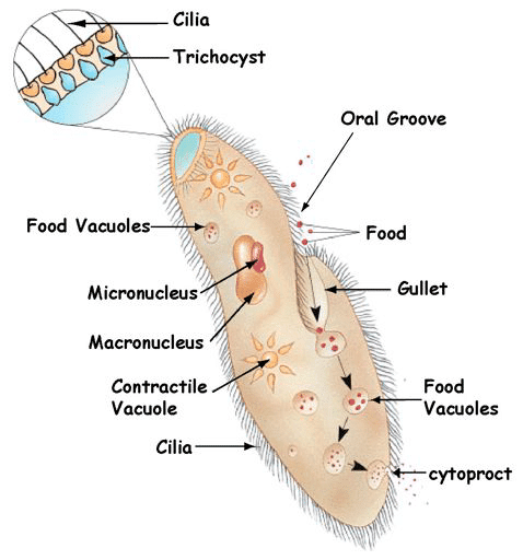 Describe the Path of Food in a Paramecium