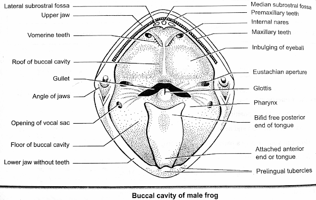 Important images for system of frog